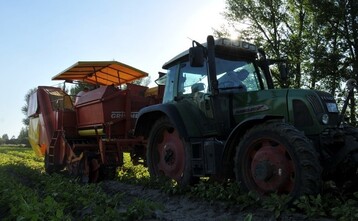 Obwohl die Ernte bereits lief und bundesweit Frhkartoffeln in Top-Qualitten erntebereit waren, wurde von einigen Supermarktketten nur auslndische Ware in XXL-Scken angeboten. Die 280 Erzeuger von Pflzer Grumbeere und viele Kunden und Verbraucher hatten oftmals keine Wahl. Die Erntescke auf den Rodemaschinen im Sdwesten konnten nicht mit ackerfrischen Pflzer Frhkartoffeln gefllt werden, weil die Regalpltze bereits anderweitig belegt waren und dementsprechend wichtige Bestellungen ausblieben!