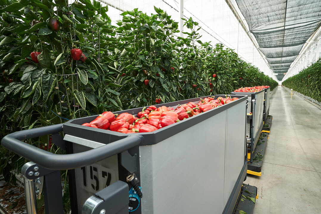 Zwischen Mrz und November werden im neuen Gewchshaus im ChiemgauGemsepaprika angebaut.