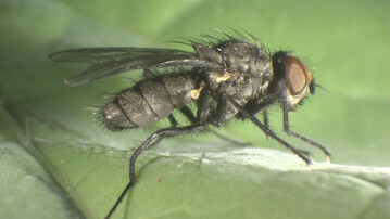 Die Anwendung des Produktes DuPont Benevia gegen die Kleine Kohlfliege in Wirsing und Brokkoli wurde nun genehmigt.