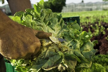 Die Salaternte auf der Reichenau nhert sich dem Hhepunkt!