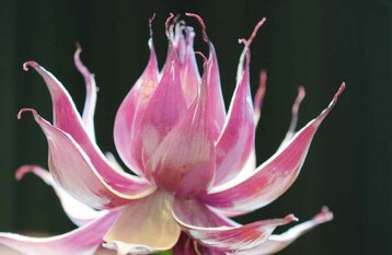 In wenigen Minuten
gestaltet der Gemseschnitzer
Chang Liu
aus einer Zwiebel eine
wunderschne Blume.