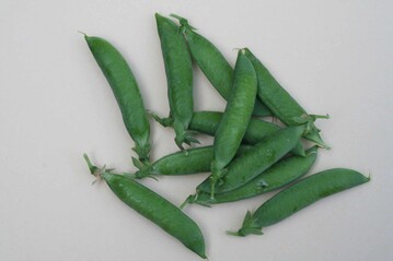 Die Erbsensorte Kleine Rheinlnderin zieht jetzt in den hohen Norden.