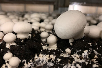 Champignons fr den Frischmarkt machen in Deutschland nach wie vor den Groteil der Speisepilzproduktion aus. 