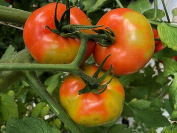 Vom Jordan-Virus befallene Tomaten-pflanze mit typischer runzeliger (= rugose, englisch) Verfrbung der Frchte.