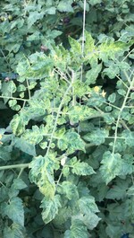 Bei Befall durch das Jordan-Virus kommt es auch zu sogenannten „Mosaik“-färbungen der Blätter.