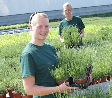 Lavendel findet sich in jeder Krutergrtnerei. Bei solch einem duften Arbeitsplatz kann man sich die Aromatherapie sparen. 