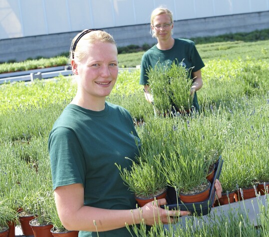 Lavendel findet sich in jeder Krutergrtnerei. Bei solch einem duften Arbeitsplatz kann man sich die Aromatherapie sparen. 