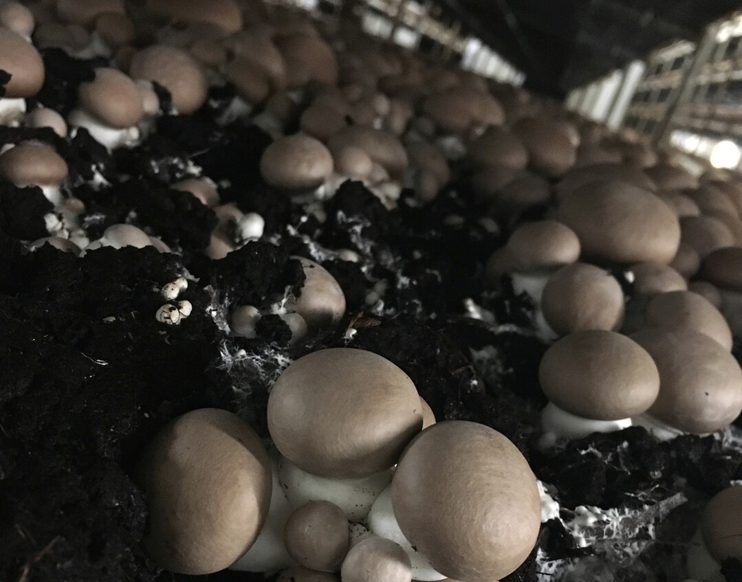 Sorgfältig untersucht und auf natürlichem Wege hygienisch einwandfrei: Das Substrat, in dem die leckeren braunen Champignons wachsen.