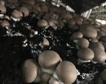 Sorgfltig untersucht und auf natrlichem Wege hygienisch einwandfrei: Das Substrat, in dem die leckeren braunen Champignons wachsen.