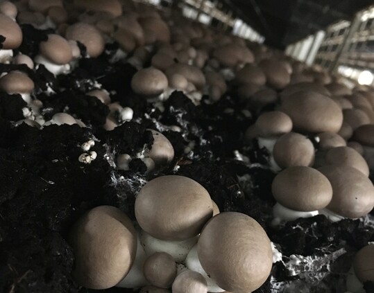 Sorgfltig untersucht und auf natrlichem Wege hygienisch einwandfrei: Das Substrat, in dem die leckeren braunen Champignons wachsen.