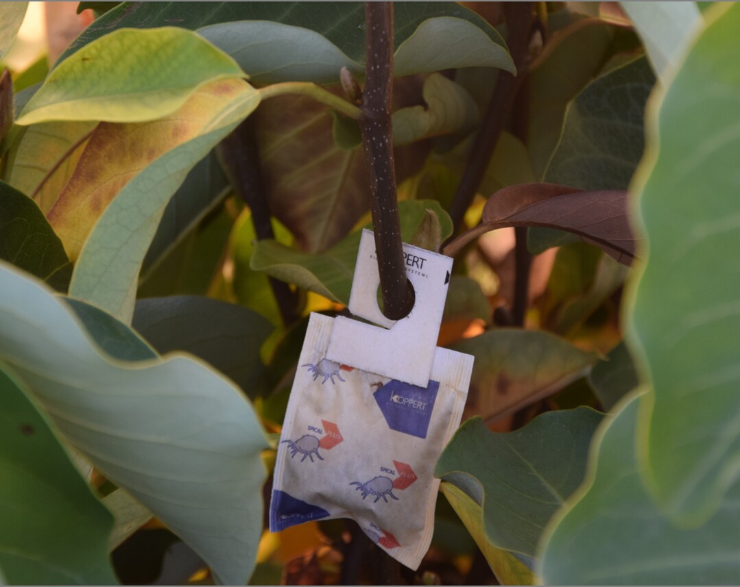 Nützlingseinsatz in Magnolien.