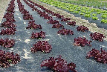 Biologisch abbaubare Mulchfolien. 