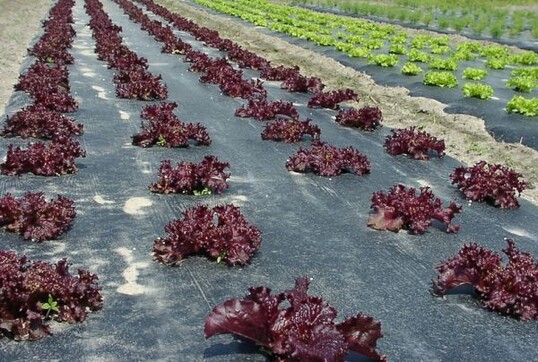Biologisch abbaubare Mulchfolien. 