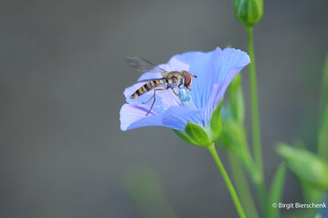 Der Anbau von Arznei- und Gewrzpflanzen knnte mithelfen, den Rckgang bei den Insekten zu stoppen. Im Bild die Schwebfliege Episyrphus balteatus auf einer Leinblte.