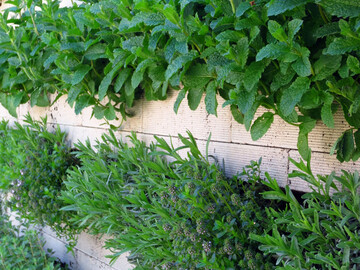 Kruteranbau in der Vertikalen mit dem System Biolit Vertical Green.