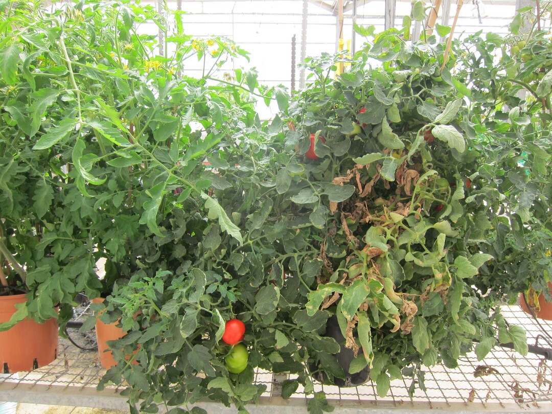 Hitzegeschdigte Tomatenpflanzen im Gewchshaus in der Negev-Wste. 