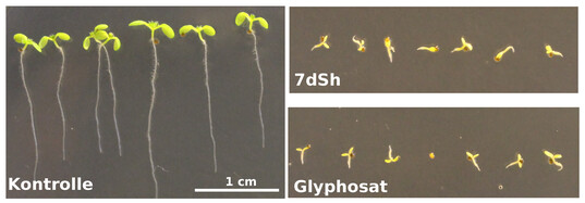 Arabidopsis thaliana Keimlinge nach Auskeimung und 7-tgigem Wachstum: Whrend die Kontrollgruppe (links) sich normal entwickelte, wurde das Wachstum bei der Gabe von je 260 μM Glyphosat (Abbildung unten) oder 7dSh (Abbildung oben) das Wachstum gehemmt. (Skalierung in allen Bildern identisch).