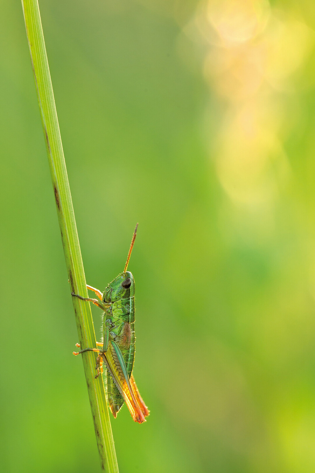 Insektenarten, wie diese Kleine Goldschrecke (Chrysochraon dispar), sind in ihren Bestnden deutlich zurckgegangen.