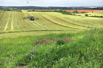 Vom Artenschwund betroffen sind vor allem Wiesen in der Nhe von stark landwirtschaftlich genutzten Flchen.