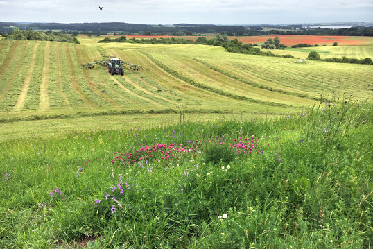 Vom Artenschwund betroffen sind vor allem Wiesen in der Nhe von stark landwirtschaftlich genutzten Flchen.