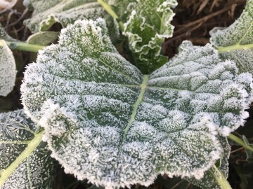 Bei kalten Temperaturen wandelt Grnkohl komplexe Kohlenhydrate in den Zellwnden zu kleineren Zuckermoleklen um, die allesamt s sind und den Grnkohl besser schmecken lassen.