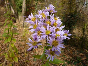 Die Tataren-Aster (Aster tataricus) enthlt den Arzneistoff Astin nur, wenn sie den produzierenden Pilz C. asteris beherbergt.