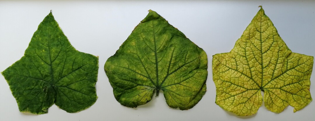 Blätter einer mit CABYV infizierten Pflanze mit Symptomen des Chlorophyllmangels.