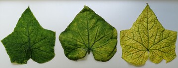 Bltter einer mit CABYV infizierten Pflanze mit Symptomen des Chlorophyllmangels.