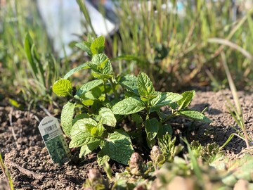 Mit ihren therischen len hlt die Minze Unkraut fern  das darin enthaltene Menthon knnte Grundlage fr umweltfreundliche Bioherbizide sein. 
