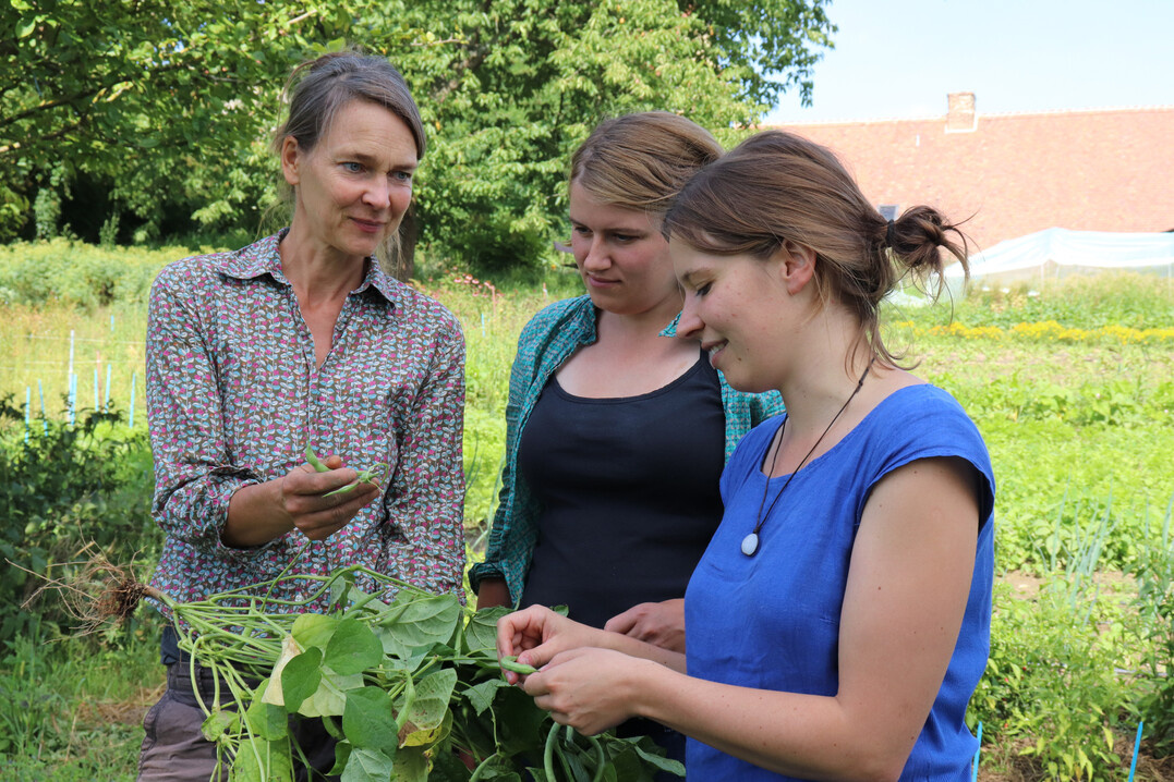 Forschung zu seltenen Gemüsesorten (von link): Alexandra Becker (VERN e. V.), Josephine Lauterbach (HNEE) und Annika Grabau (Humboldt-Universität zu Berlin) im Garten des VERN e.V. in Greiffenberg (Brandenburg).