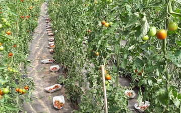 Wenn es um den Geschmack geht, kommt es vor allem auf die Tomatensorte an.