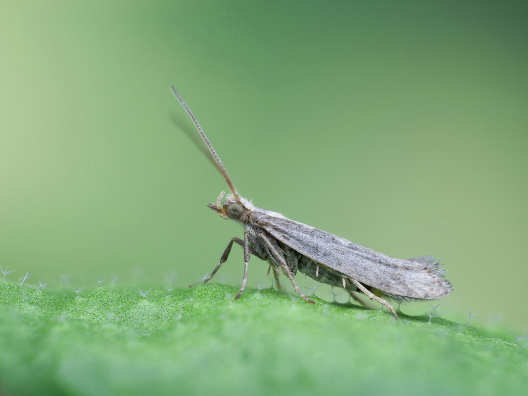 Eine Kohlmotte auf dem Blatt der Modellpfllanze Arabidopsis thaliana, die zu den Kreuzbltengewchsen gehrt und den gleichen Verteidigungsmechanismus wie Kohl nutzt. 