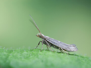 Eine Kohlmotte auf dem Blatt der Modellpfllanze Arabidopsis thaliana, die zu den Kreuzbltengewchsen gehrt und den gleichen Verteidigungsmechanismus wie Kohl nutzt. 