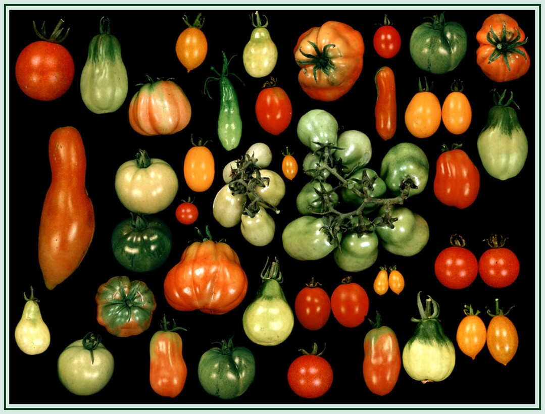 Im Laufe der Domestikation und Zchtung moderner Tomatenlinien sind einige wichtige Merkmale der Wildtomaten, wie Geschmack und Pathogenresistenz, verloren gegangen. Eine Analyse von Wildtomatenlinien hat nun die genetische Basis dieser Merkmale geklrt. Die Daten knnen einen wichtigen Beitrag zur Zchtung von Tomaten leisten. 