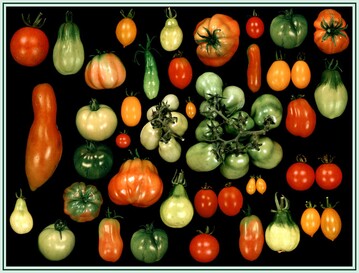 Im Laufe der Domestikation und Zchtung moderner Tomatenlinien sind einige wichtige Merkmale der Wildtomaten, wie Geschmack und Pathogenresistenz, verloren gegangen. Eine Analyse von Wildtomatenlinien hat nun die genetische Basis dieser Merkmale geklrt. Die Daten knnen einen wichtigen Beitrag zur Zchtung von Tomaten leisten. 