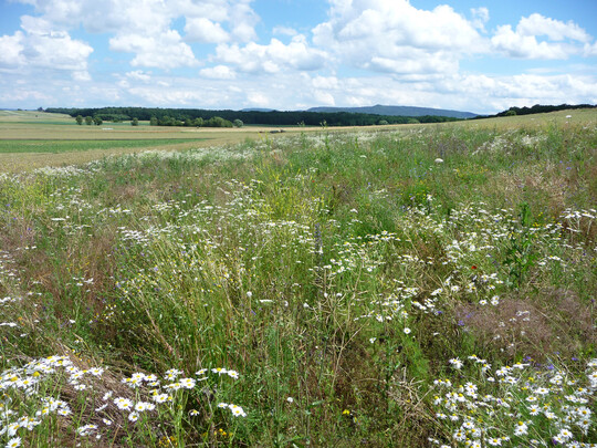 Bei der Artenvielfalt spielt das Alter der Blhflche eine wichtige Rolle. Hier ein junges Habitat.  