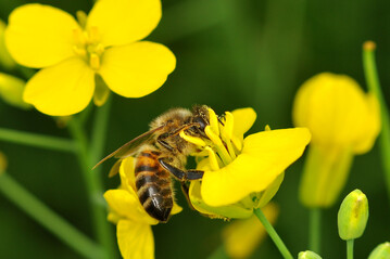 Raps ist bei Honigbienen beliebt. 
