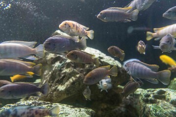 Das Swasseraquarium des Hofer Zoos wird zu einer Aquaponik-Anlage umgebaut.
