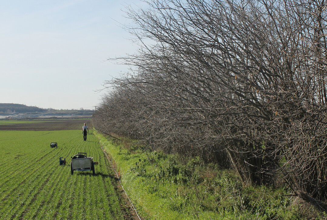 Untersuchung einer Haselhecke bei Nienburg/Saale, Sachsen-Anhalt.