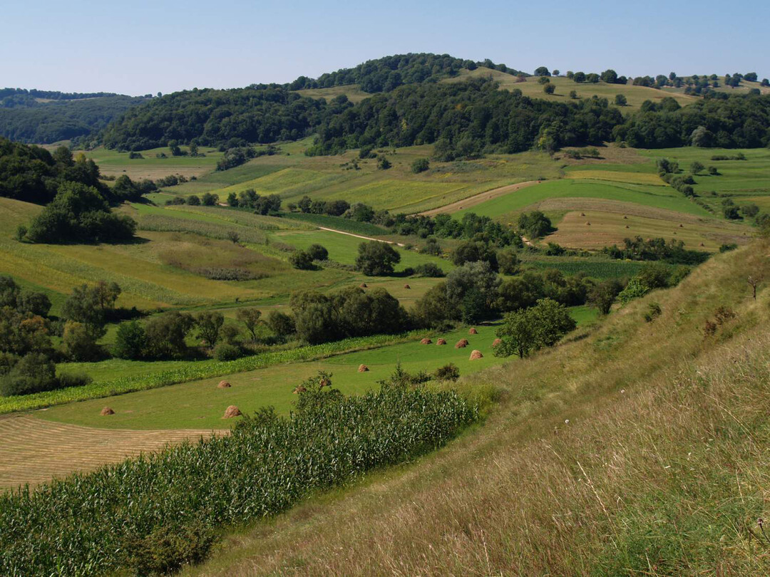 Ein Mosaik aus natrlichen Lebensrumen und kleinrumigen und vielfltigen Anbauflchen sind laut den Autorinnen und Autoren sowohl in der konventionellen als auch in der kologischen Landwirtschaft der Schlssel, um Artenvielfalt zu frdern.  