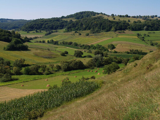 Ein Mosaik aus natrlichen Lebensrumen und kleinrumigen und vielfltigen Anbauflchen sind laut den Autorinnen und Autoren sowohl in der konventionellen als auch in der kologischen Landwirtschaft der Schlssel, um Artenvielfalt zu frdern.  