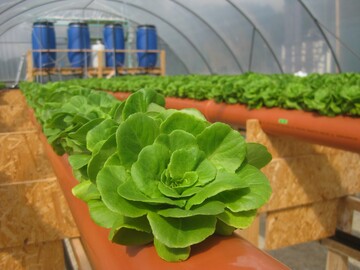 Salatanbau im HypoWave-Anbauverfahren.