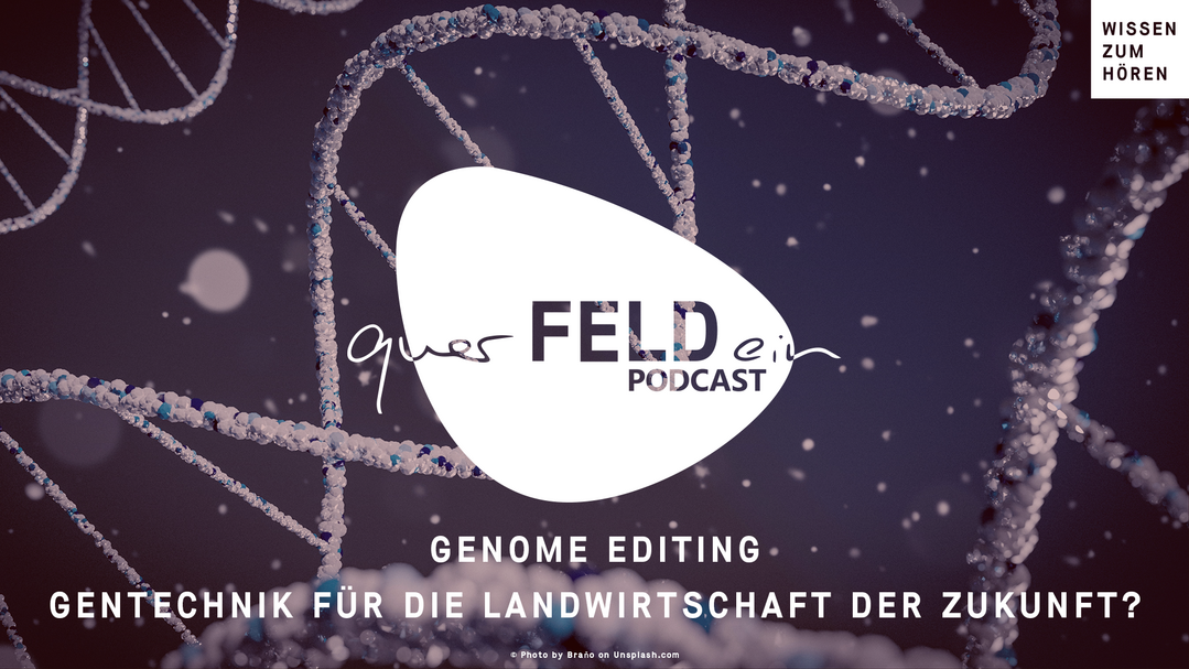 In der neuen querFELDein-Podcastfolge dreht sich alles um das Genome Editing.