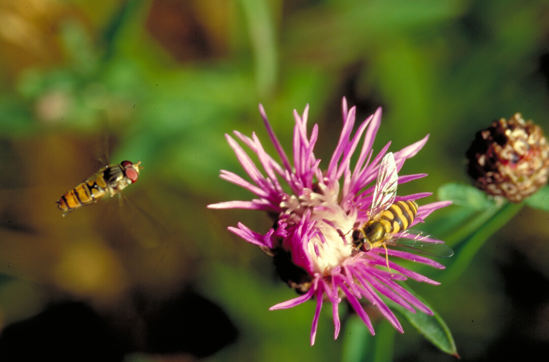 Schwebfliege an Wiesenflockenblume (Centaurea).