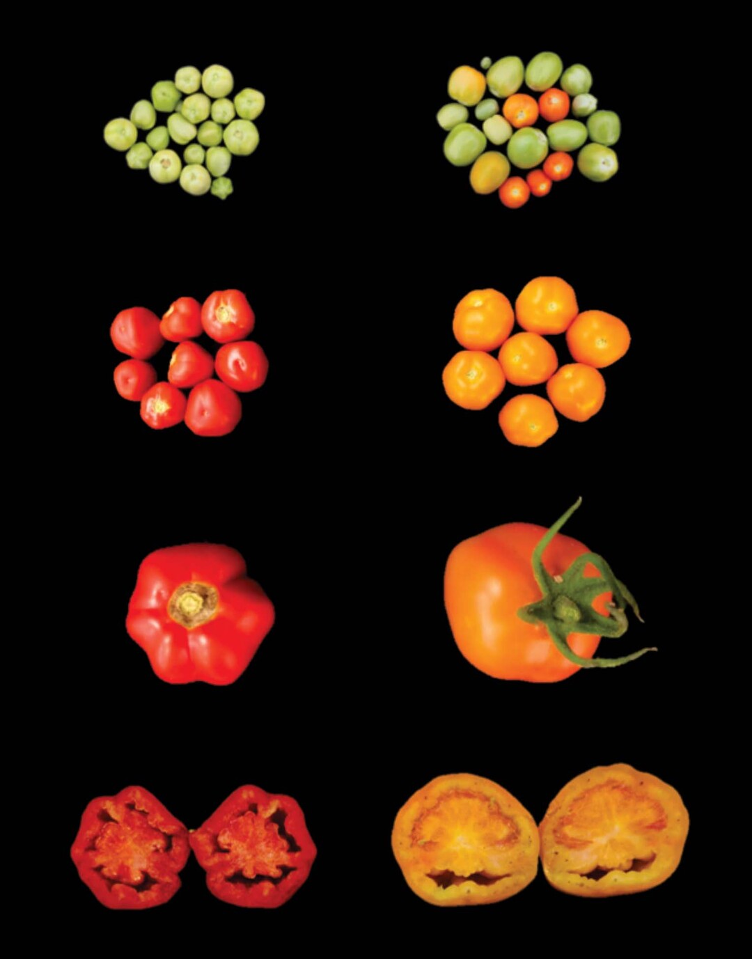 Vergleich von Wildtyp- (links) und LCYB-exprimierenden Tomatenfrchten (rechts).  