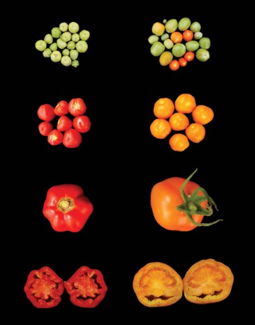 Vergleich von Wildtyp- (links) und LCYB-exprimierenden Tomatenfrchten (rechts). 