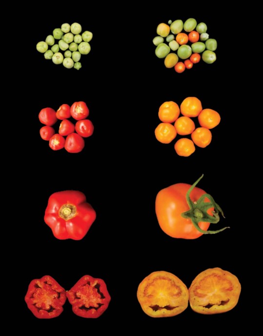 Vergleich von Wildtyp- (links) und LCYB-exprimierenden Tomatenfrchten (rechts).  