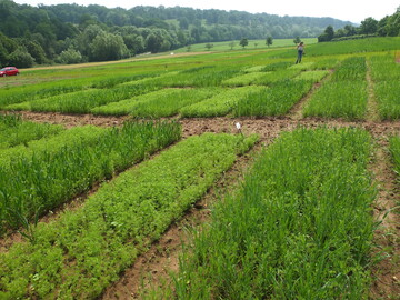 Der Anbau auf Versuchsfeldern der Universitt Hohenheim sollte zeigen, wie sich die Linsen auf dem Feld entwickeln. 