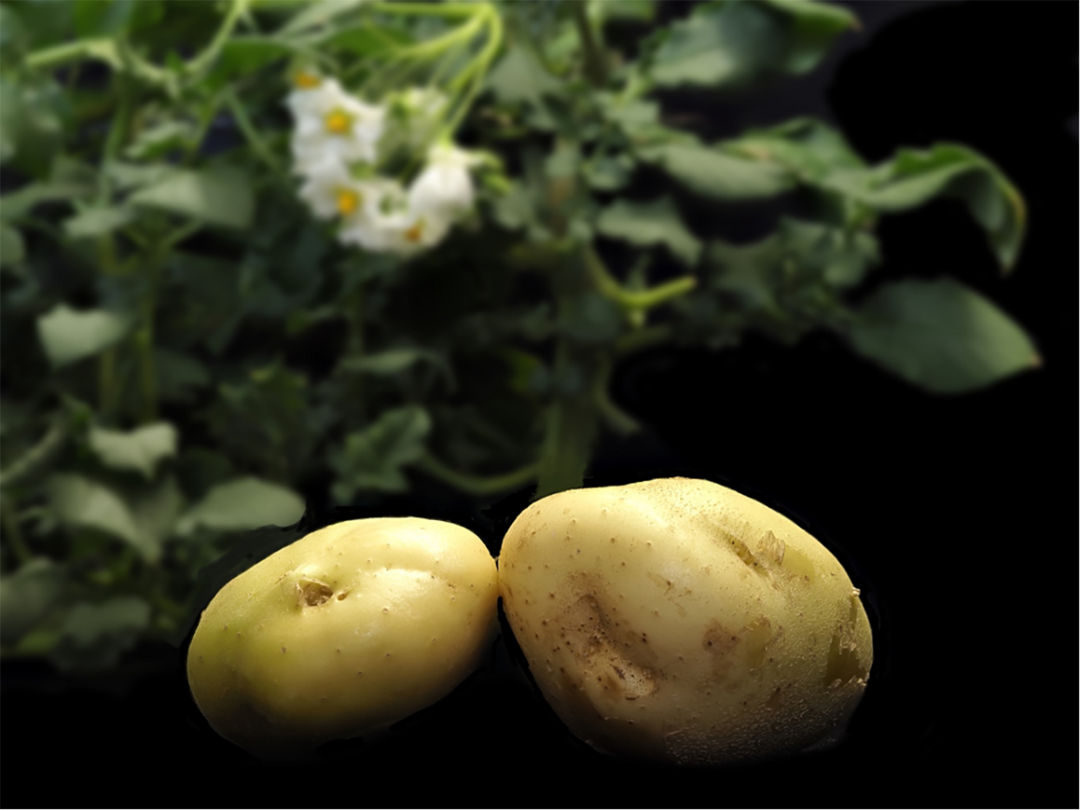 Die Entschlsselung des Kartoffelgenoms erffnet neue Wege in der Zchtung.