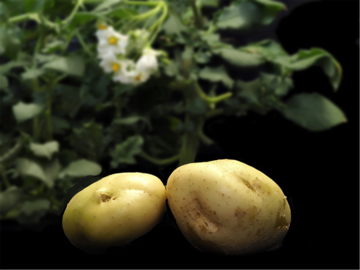 Die Entschlsselung des Kartoffelgenoms erffnet neue Wege in der Zchtung.